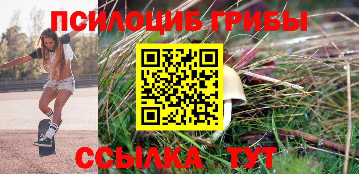 Гай  Псилоцибиновые грибы Psilocybe  Вход с VPN 
